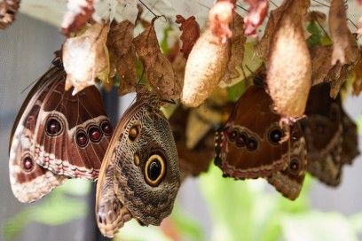 Come dare i benefici del parto naturale anche ai bimbi nati col cesareo